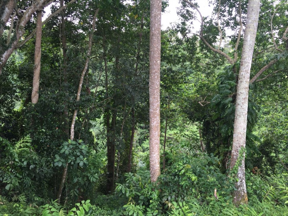 Tanah dijual di Pejeng Kelod dengan pemandangan indah dan dikelilingi sawah