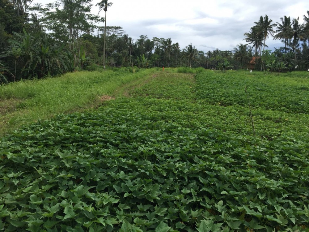 Tanah dijual di Pejeng Kelod dengan pemandangan indah dan dikelilingi sawah
