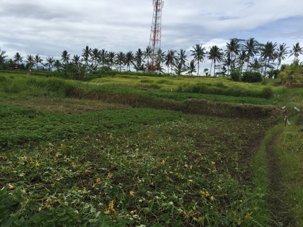 Tanah dijual di Pejeng Kelod dengan pemandangan indah dan dikelilingi sawah