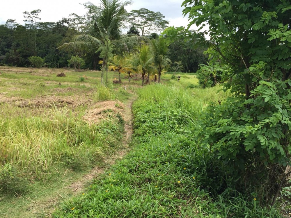 Tanah dijual di Pejeng Kelod dengan pemandangan indah dan dikelilingi sawah