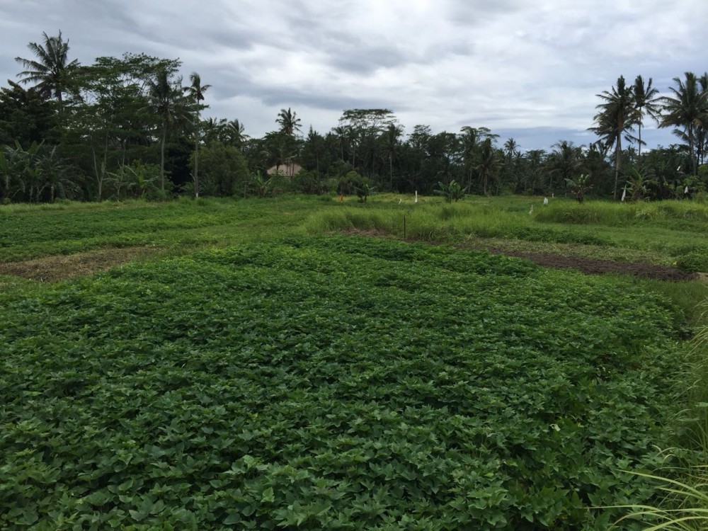 Tanah dijual di Pejeng Kelod dengan pemandangan indah dan dikelilingi sawah