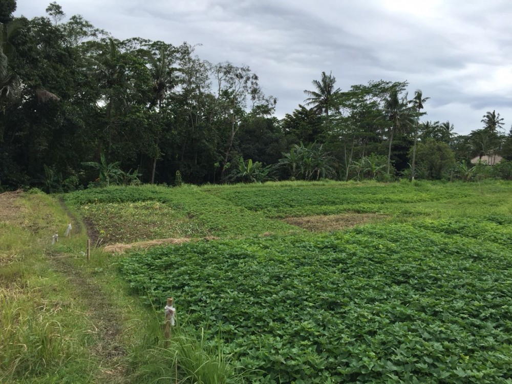 Tanah dijual di Pejeng Kelod dengan pemandangan indah dan dikelilingi sawah