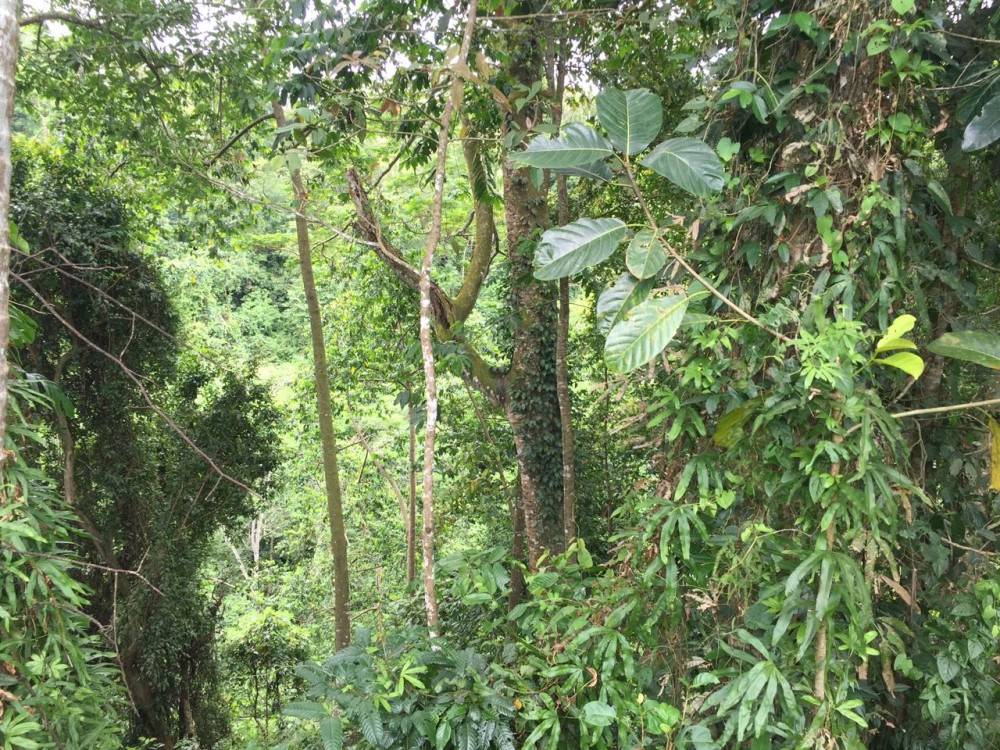 Tanah dijual di Pejeng Kelod dengan pemandangan indah dan dikelilingi sawah