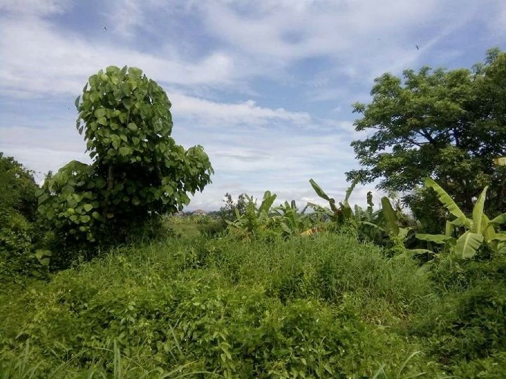 Perfect land for Villa in Canggu