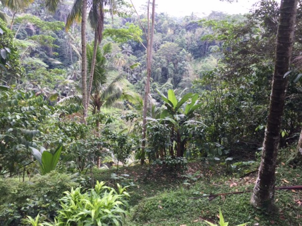 Stunning and amazing view of land for lease in Sanding Pejeng - Ubud