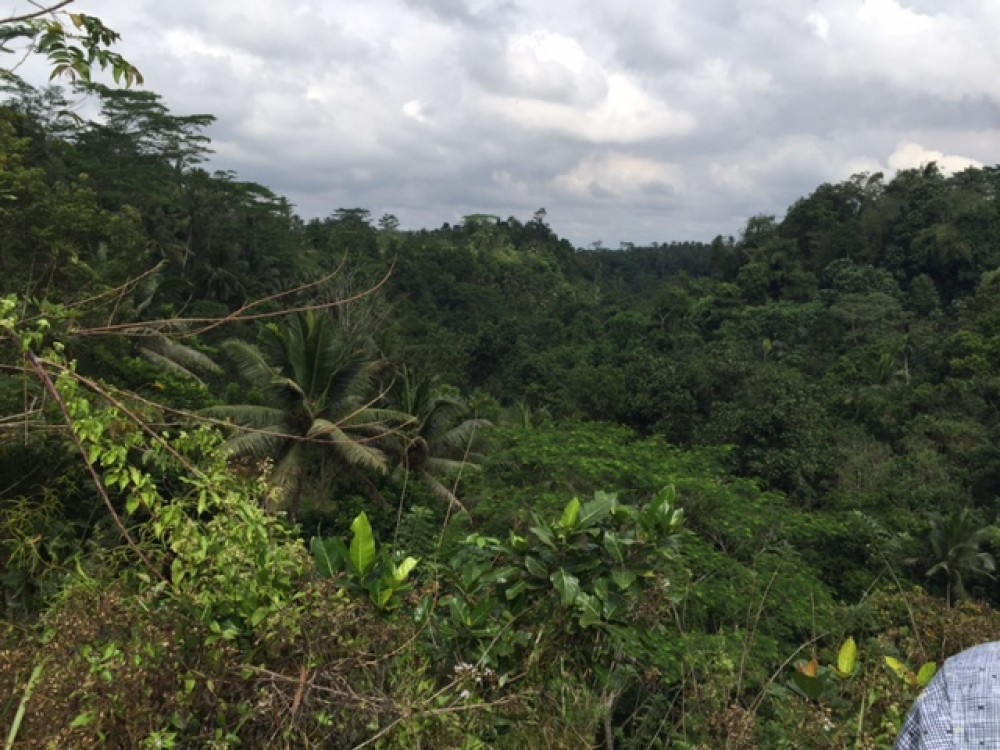 Pemandangan tanah yang menakjubkan dan menakjubkan untuk disewakan di Sanding Pejeng - Ubud
