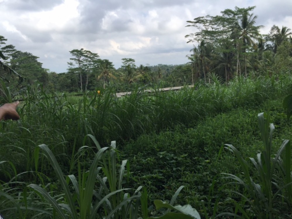 Stunning and amazing view of land for lease in Sanding Pejeng - Ubud