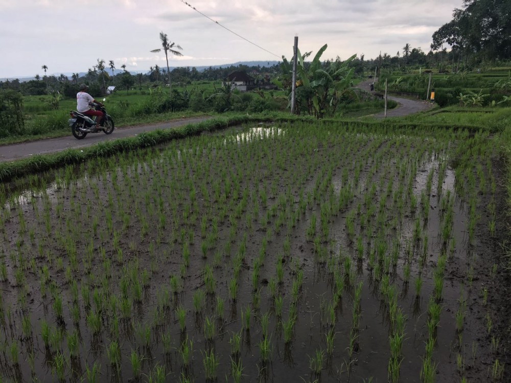 Freehold land in Padang Kerta-Karangasem 