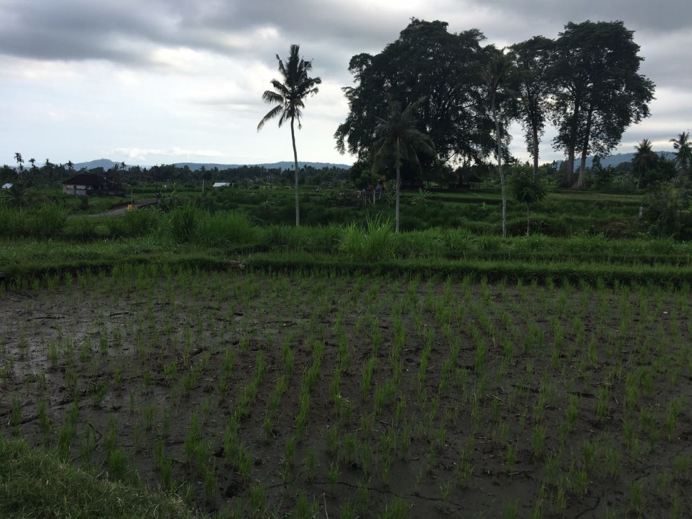 Freehold land in Padang Kerta-Karangasem 