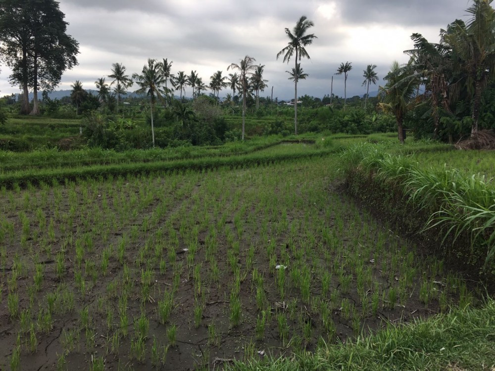 Freehold land in Padang Kerta-Karangasem 