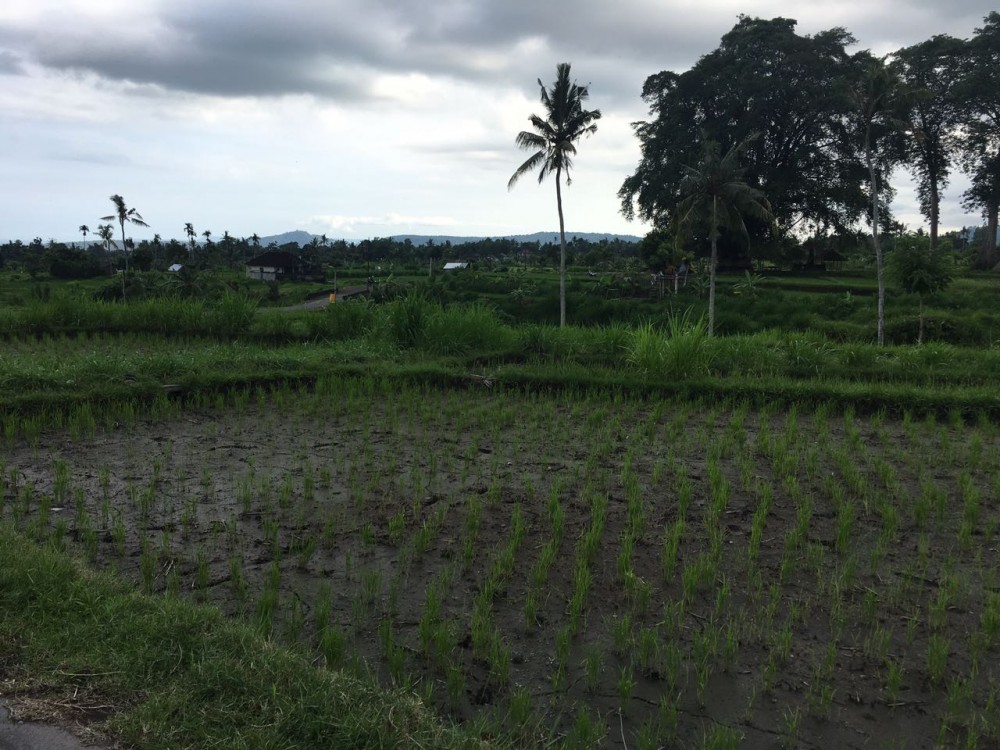 Freehold land in Padang Kerta-Karangasem 