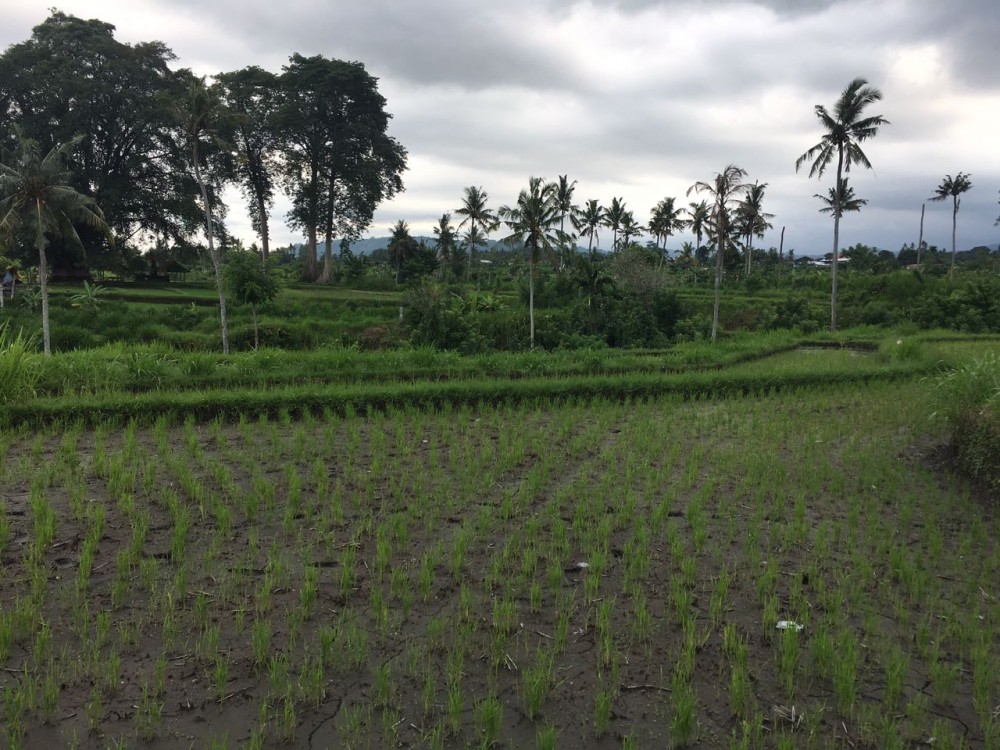 Freehold land in Padang Kerta-Karangasem 