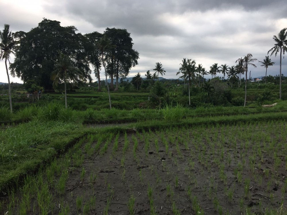 Freehold land in Padang Kerta-Karangasem 