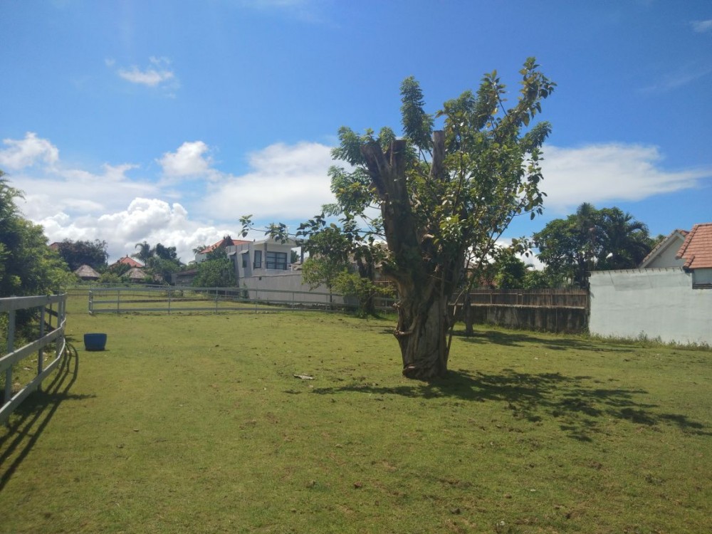 Sebidang tanah persewaan besar di Canggu