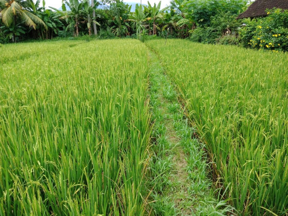Freehold ricefield land for sale in Subagan-Karangasem