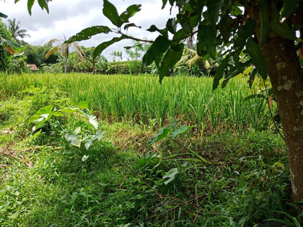 Freehold ricefield land for sale in Subagan-Karangasem