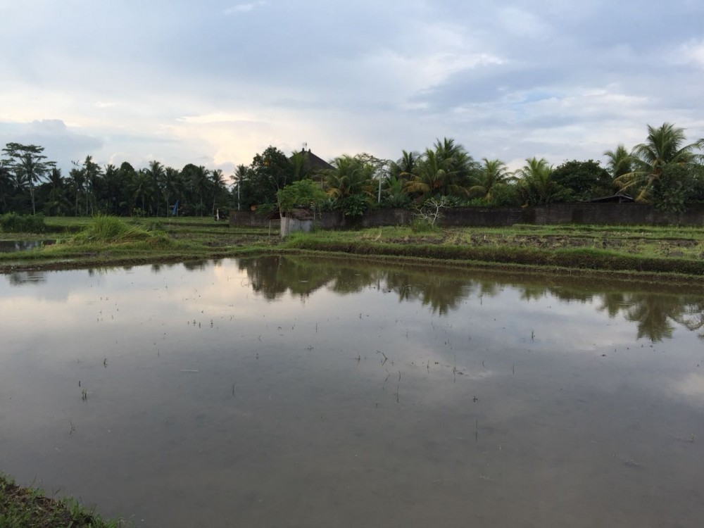 Ricefield land for lease in Petulu-Ubud