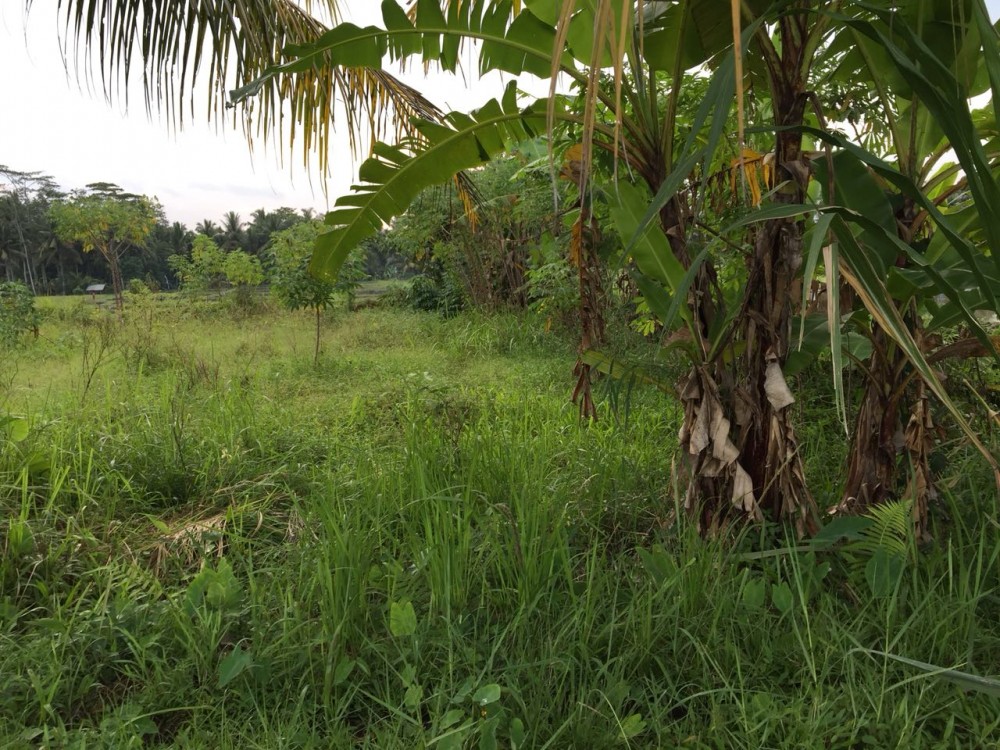 Ricefield land for sale in Petulu Gianyar 
