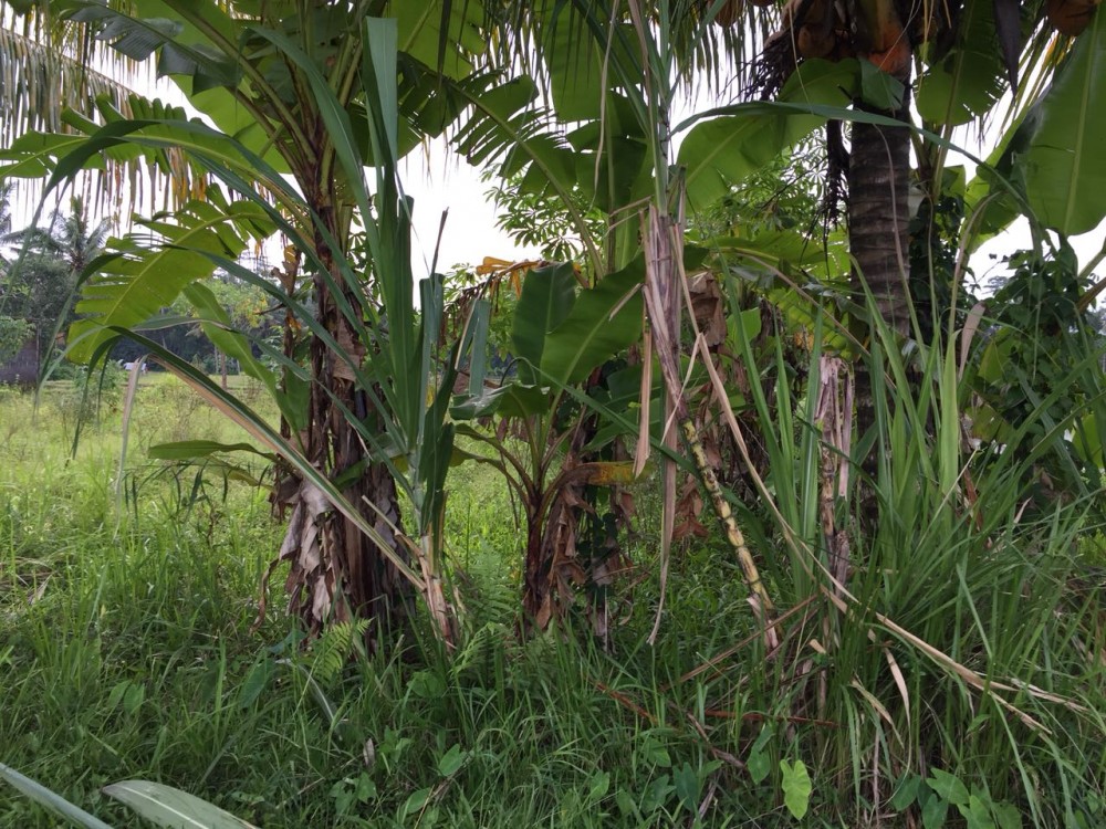 Ricefield land for sale in Petulu Gianyar 
