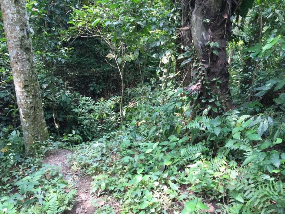 Belle vue sur la rizière et la jungle à louer à sok wayah-ubud