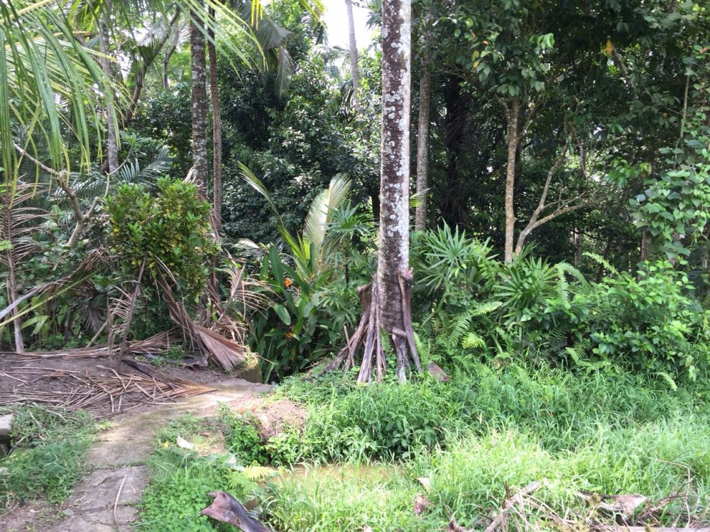 Belle vue sur la rizière et la jungle à louer à sok wayah-ubud