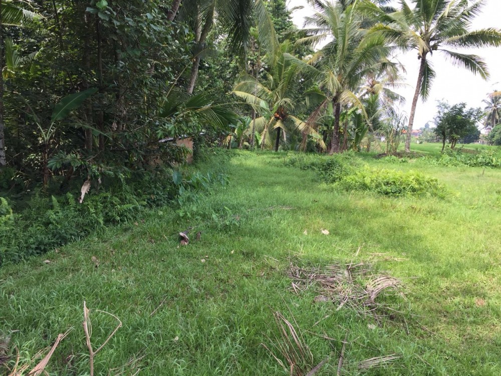 Nice view of ricefield and jungle land for lease in sokwayah-ubud