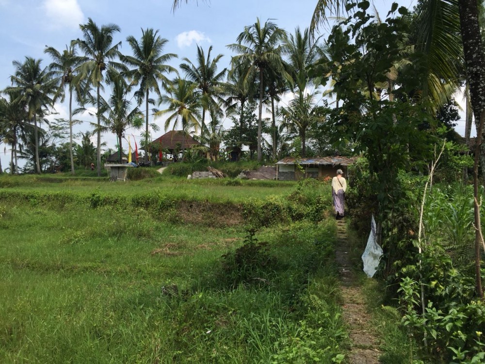 Belle vue sur la rizière et la jungle à louer à sok wayah-ubud