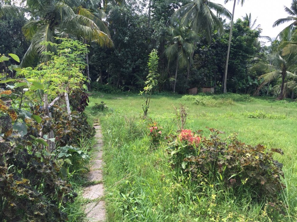 Belle vue sur la rizière et la jungle à louer à sok wayah-ubud