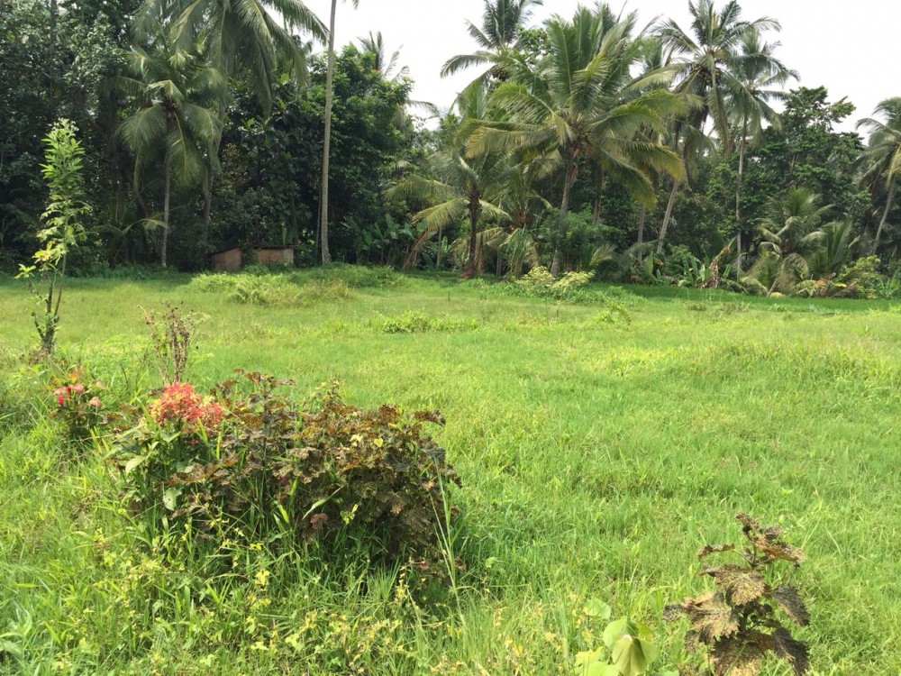 Belle vue sur la rizière et la jungle à louer à sok wayah-ubud