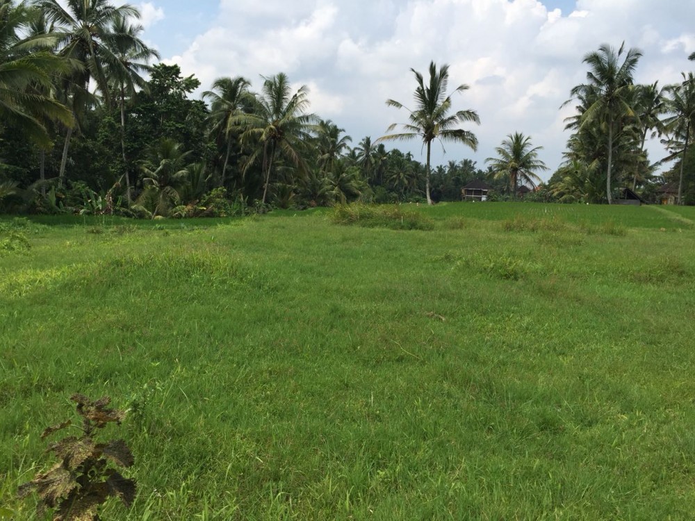 Belle vue sur la rizière et la jungle à louer à sok wayah-ubud
