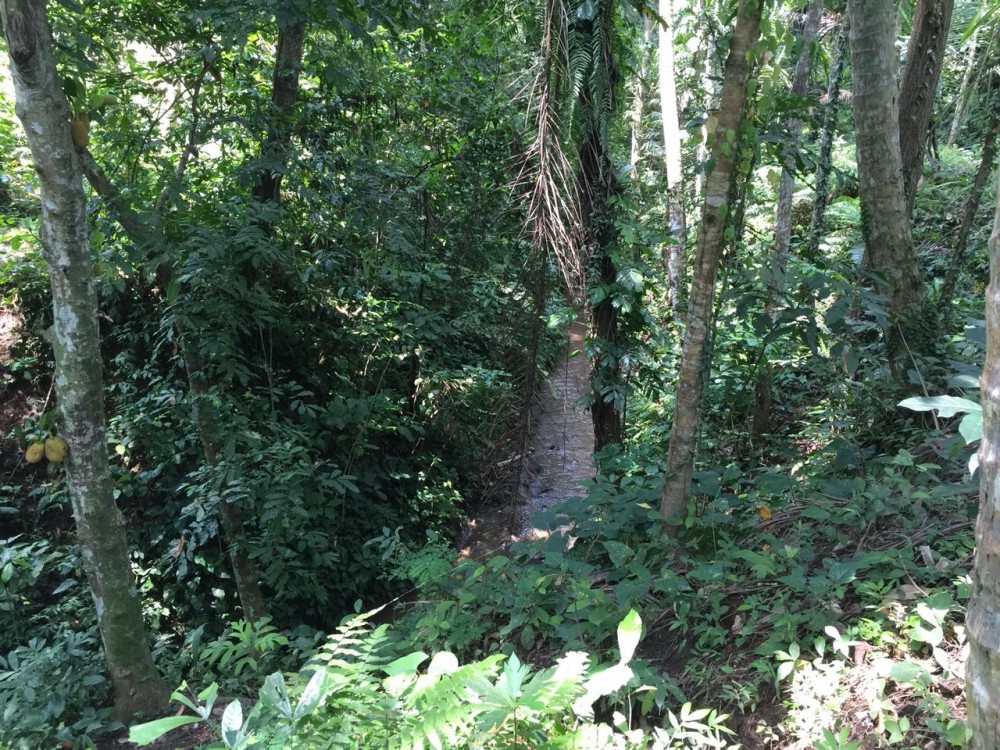Belle vue sur la rizière et la jungle à louer à sok wayah-ubud
