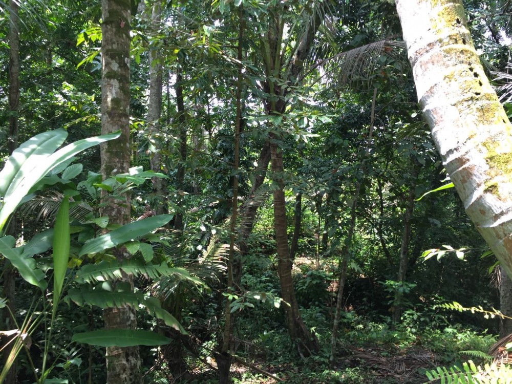 Belle vue sur la rizière et la jungle à louer à sok wayah-ubud