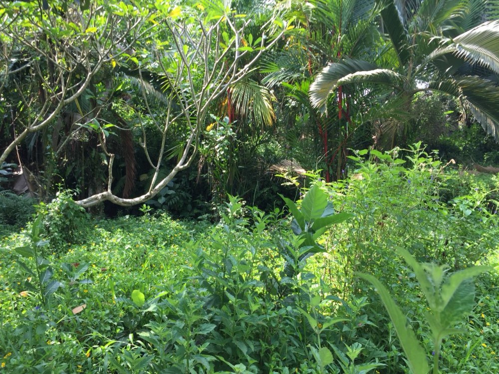 belle vue à louer à Bangkiang Sidem-Kliki, Ubud