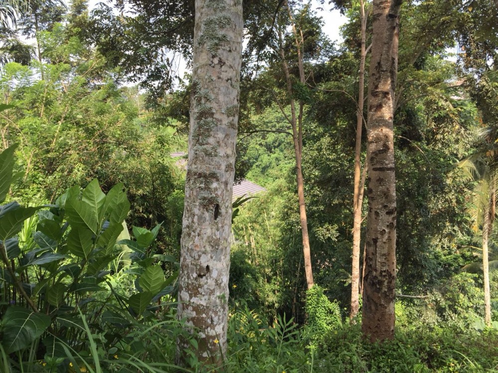 belle vue à louer à Bangkiang Sidem-Kliki, Ubud