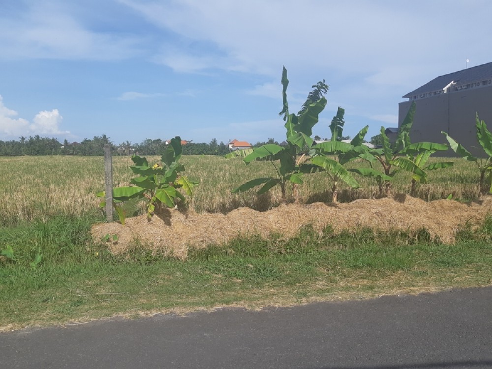 Plot Kecil Perdana untuk Sewa 4,5 Are