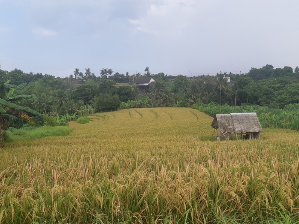 Luxurious Five Bedrooms Freehold Villa for Sale in Canggu