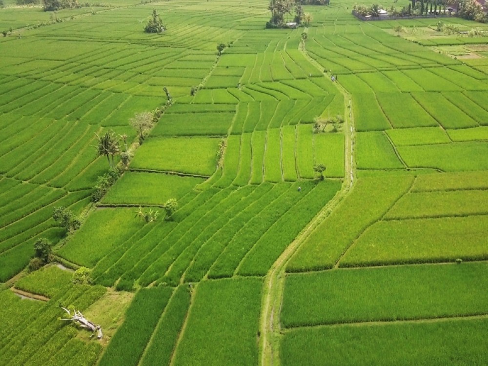 Rice Paddy View Land in Nyanyi for Sale