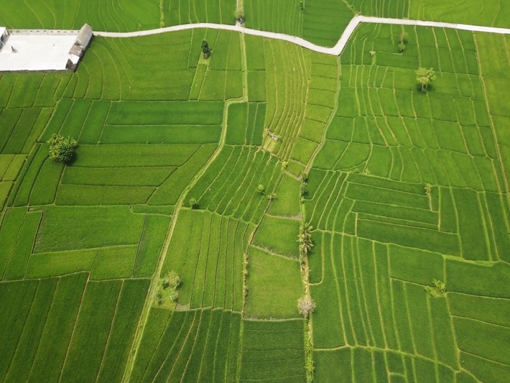 Pemandangan sawah besar 35 berada di lokasi utama