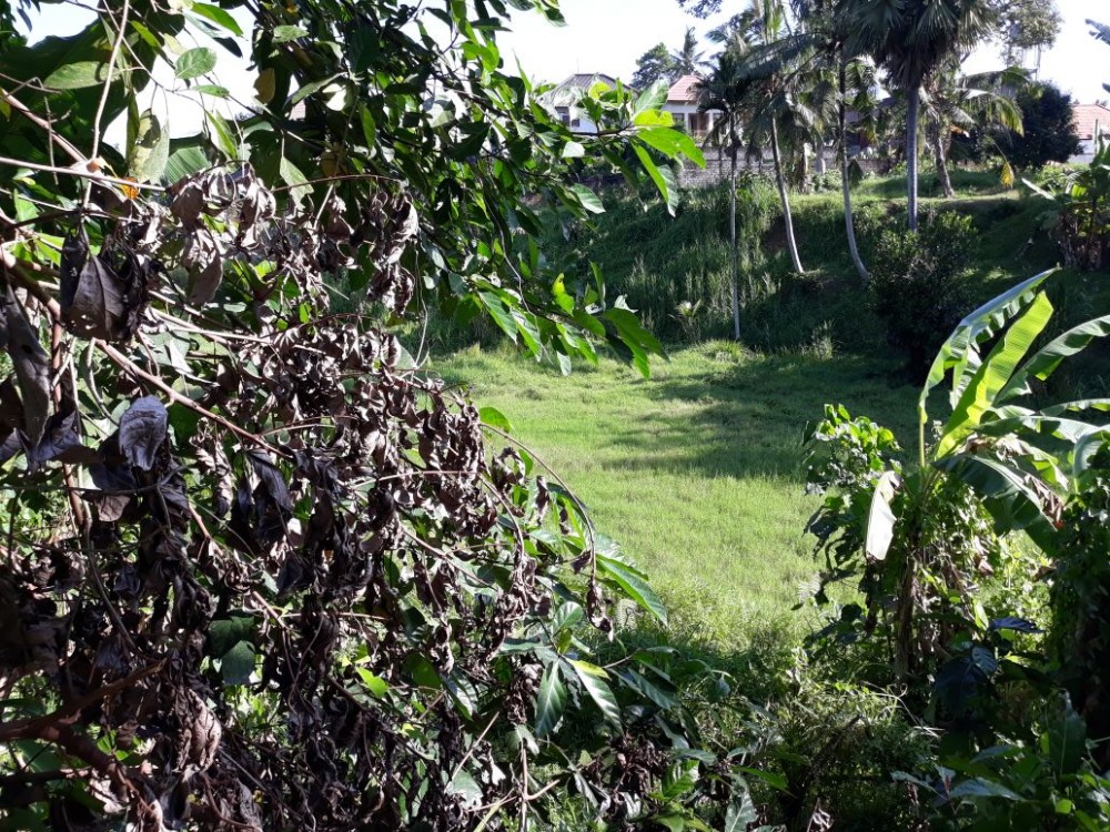 Belle terre en kutuh-sayan ubud