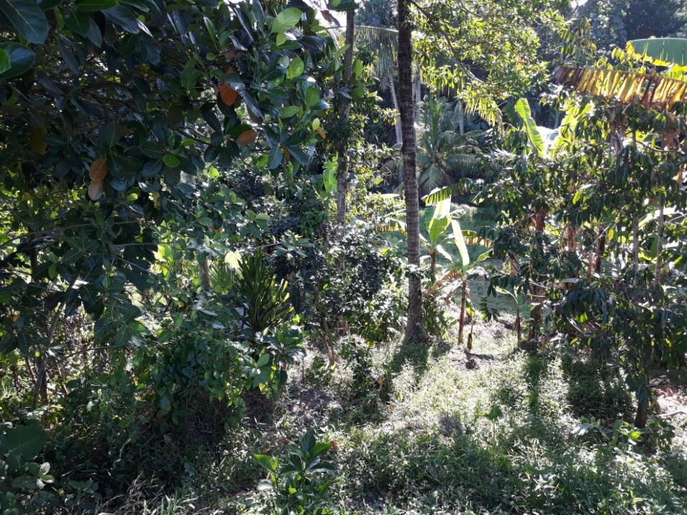Belle terre en kutuh-sayan ubud