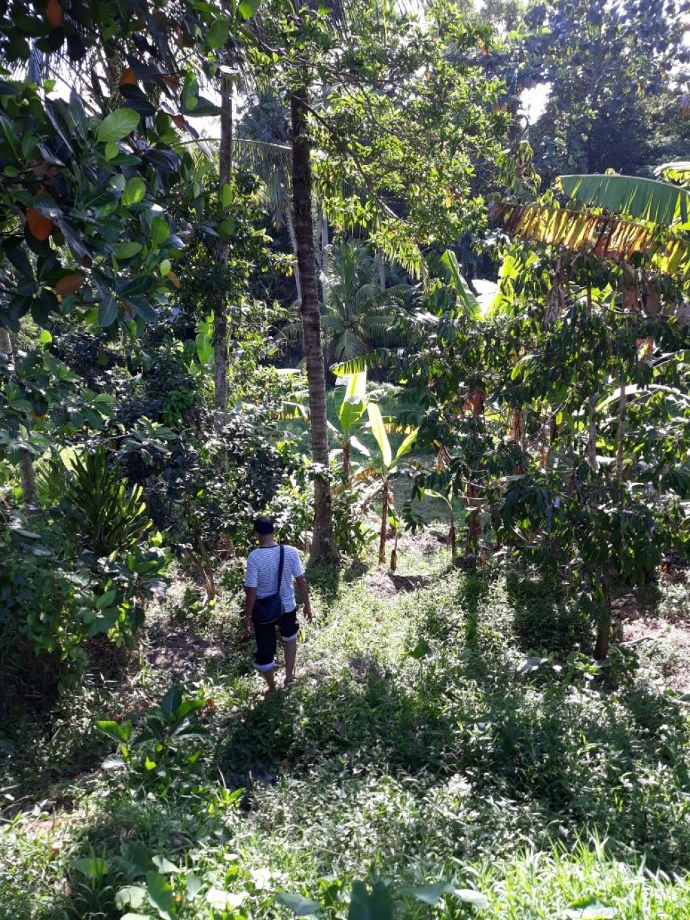 Belle terre en kutuh-sayan ubud