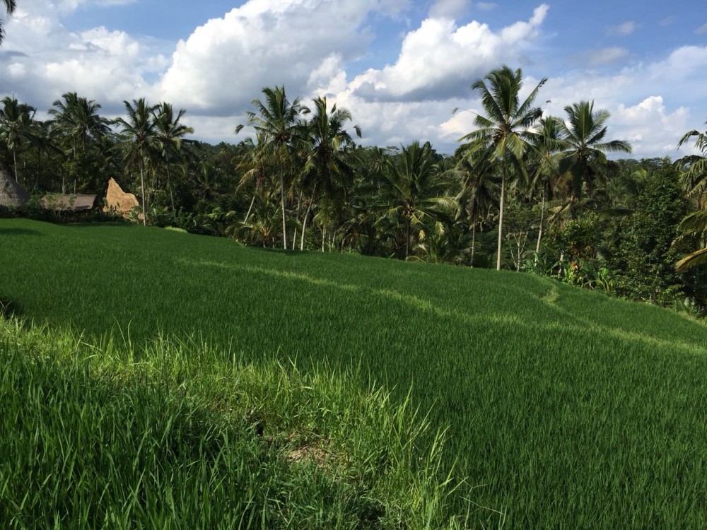 terre incroyable à proximité de vérifier riz riz-tegalalang ubud