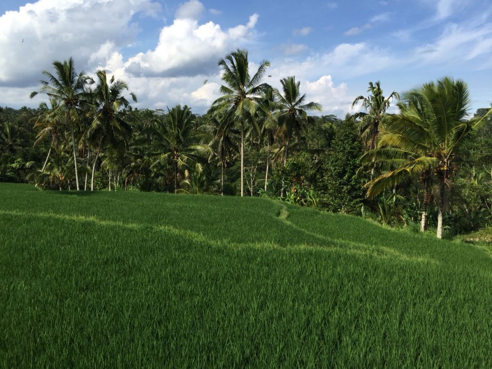 amazing land close to ceking riceterras-tegalalang ubud ...