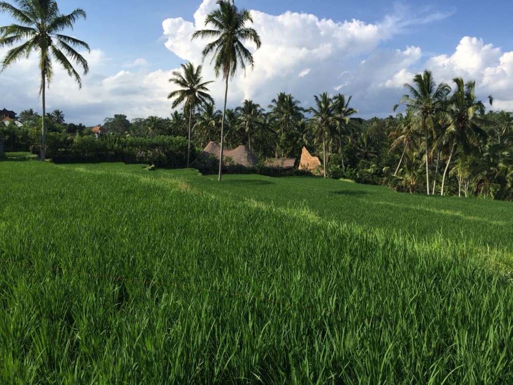 amazing land close to ceking riceterras-tegalalang ubud