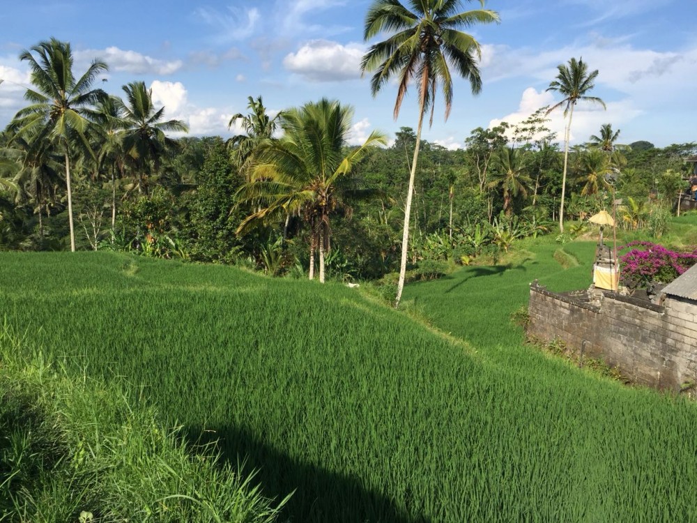 terre incroyable à proximité de vérifier riz riz-tegalalang ubud