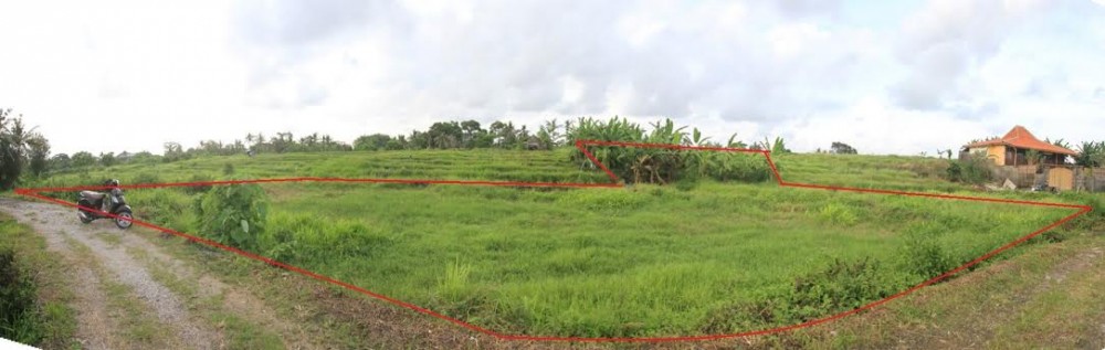 Amazing Rice Paddy View Land for Sale