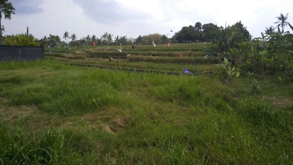 Amazing Rice Paddy View Land for Sale