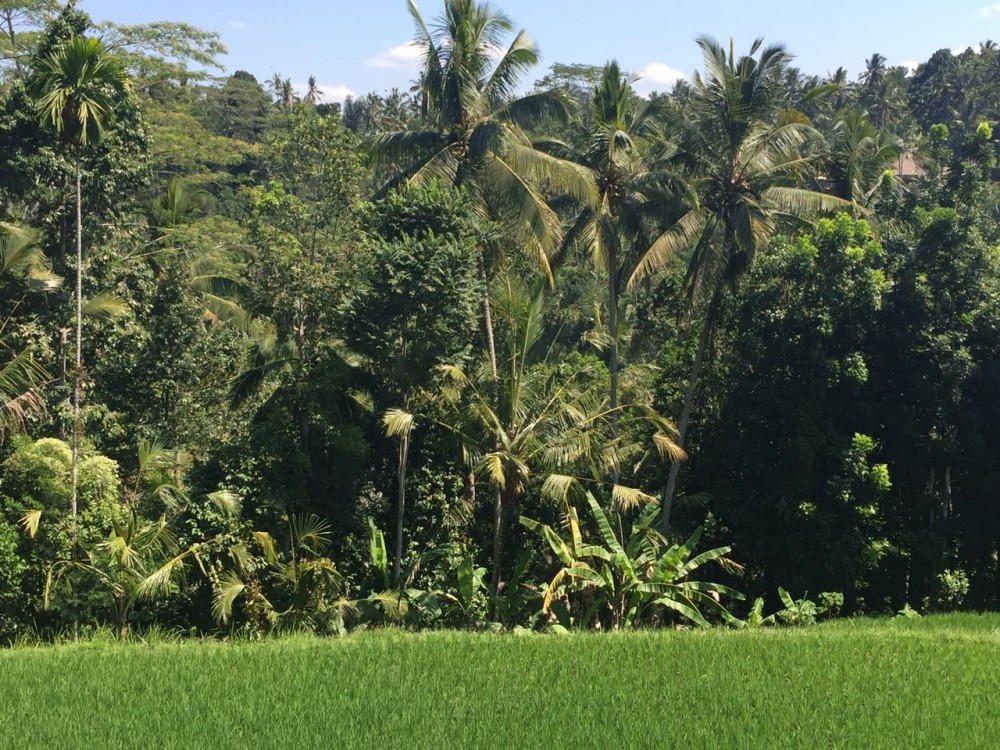 Belle vue terrain à vendre à tegalalang gianyar