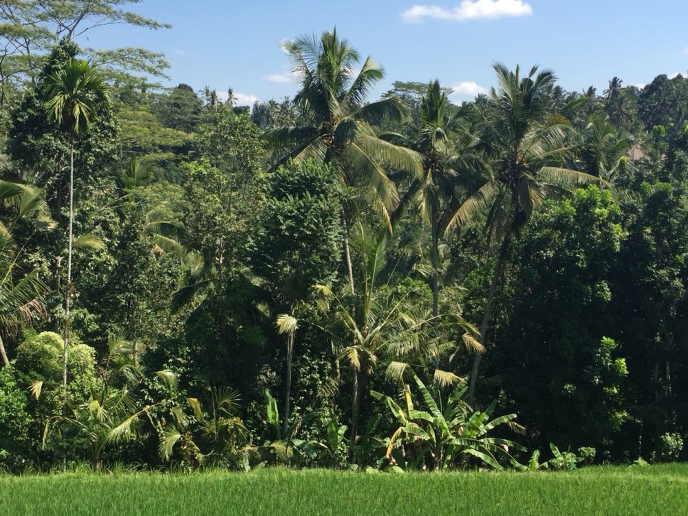 Belle vue terrain à vendre à tegalalang gianyar
