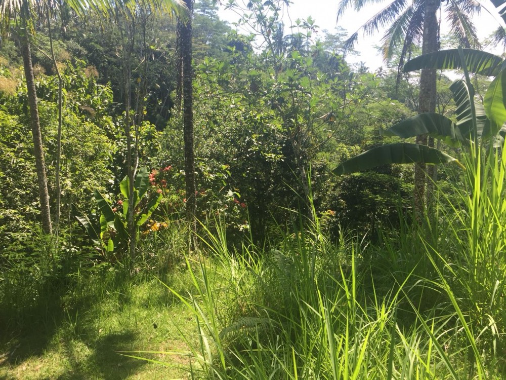 Tanah besar dijual di klusa payangan gianyar